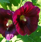 rose mallow seeds, flower seeds, giant hibiscus hardy, mix color 30 pcs b00