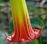 Large Red Angel's Trumpet Flower Seeds, Red Brugmansia Solanaceae Flower Se