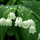 Lily of the Valley flower seeds, bell orchid seeds, rich aroma, bonsai flow