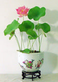 lotus seeds, bowl lotus water lily seeds rare Aquatic flower plant seed for