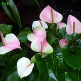 Rare Anthurium Andraeanu Balcony Potted Flower Seeds for DIY Home Garden-in