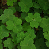 Specials: 200 Seeds / Pack, Clover Seeds Home Garden Decoration Bonsai Flow