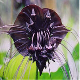 Black Tiger Shall Orchid Flowers Seeds,Rare Flower Orchid Seed For Garden &