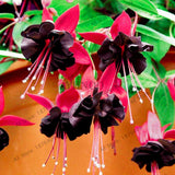 Big sale!100pcs/bag Fuchsia Hybrida seeds, lantern flowers seeds,bonsai pla