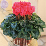 BELLFARM Cyclamen Perennial Flower Seeds, 3 seeds, professional pack, mixed