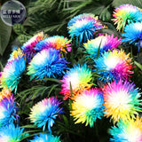 BELLFARM Cute Rainbow Chrysanthemum Livingstone China Aster Seeds, 100 Seed