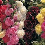 Bonsai seeds Hollyhock flower Mix Flower Seeds Perennial bonsai garden dec