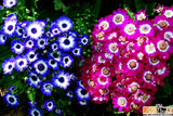 mix Daisy , Cineraria easiest growing flower, hardy plants flower seeds exo