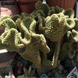 Rare: 100pcs / Package Potted Succulent Perennial Plant Seeds Of Rare , Pro