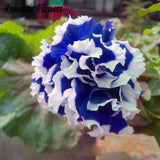 Free Shipping 50 Particle/Bag  Petunia Petals Blue With White Side Garden H