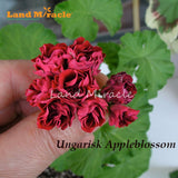 LAND MIRACLE Red Appleblossom Geranium Perennial Flower Seeds, 5 Seeds, Rar