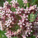 Flower seeds Potted plant seeds Pink Asclepias Milkweed / Butterfly Weed Fl