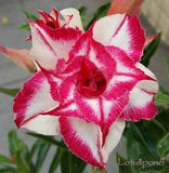 Desert Rose seeds,potted flowers seeds,Adenium Obesum color optional 100% t