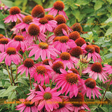 Echinacea 'Maui Sunshine' Coneflower Flower Seeds, 20 Seeds/Pack, Mini Powd