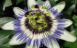 NEW100pcs  Rare EXOTIC PASSION Flowers Seeds EDIBLE FRUIT Passiflora edulis