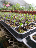 New arrive High quality  30pcs per pack "MoungKud" Adenium obesum Seeds Rar