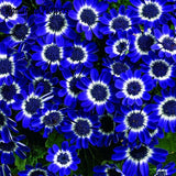 Free Shipping 50 Blue Daisy ,English Species ,Easiest Growing Flower, Hardy