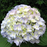 hydrangea flower seedling bonsai garden planting DIYgarden supplies flower