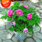 New Arrival!Multicolor Heap Heart Chiese Peony Flower Seeds Potted Flowers