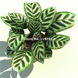 New Arrival Sale 100 Pcs / Bag Calathea Seeds Potted Bonsai Flower Seeds In