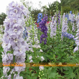 Purple Blue White Pink Delphinium Perennial Flowers, 100 Seeds/Pack, Big Bl