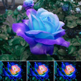 Rare! 50 PC Rare Blue Pink Roses,the balcony potted roses series of flower