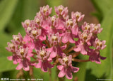 Flower seeds Potted plant seeds Pink Asclepias Milkweed / Butterfly Weed Fl