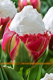 Fresh 50 PCS/Lot Cabbage Rare tulip seeds. Very rare flower seeds garden bo