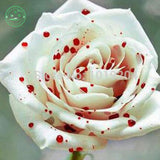 Rose Seeds Flower seeds  Each Color 50 Seeds  DIY Home Gardening Pot Balcon