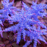 BELLFARM Dark Blue Astilbe Chinensis Perennial Flower Seeds, 100 seeds, rar