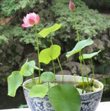 Lotus Seeds , Flower Seeds, Diy Potted Plants, Indoor / Outdoor Pot Seed Ge