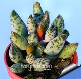 Time Limit!!100PCS/Bag Best rare Cactus Flower Seeds, giant shape , heat to