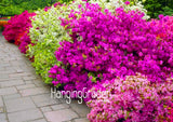 New Arrival! 100 Seeds A Bag Japanese azalea seeds,flower seeds tree seeds