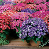 True Cineraria Seed, Pericallis hybrida(Blue, red, pink) Bonsai potted Flow