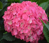 Free Shipping 50 Particle/bag Pink Hydrangea Flower Seeds, Very Beautiful D