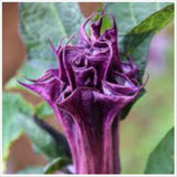 Flower seeds BLACK CURRENT SWIRL Angels Trumpet Datura seeds Fragrant Purpl