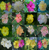 Flower seeds Multicolored Jasmine Flower Seed Four O'clock Mirabilis Jalapa