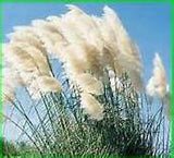 New Rare Pampas Grass Seeds Ornamental Plant Flowers Cortaderia Selloana Gr