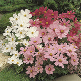 Dwarf Cosmos Flower 50 Pcs Flower Seeds  / Bag Mix Color Cosmos Bipinnatus