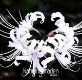 New Fresh Seeds Lycoris Seeds Potted Seed Lycoris Flower Seed Garden Plants