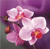 Flower seed Pink Phalaenopsis Seeds Potted Flowers Family garden Bonsai Fou