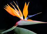 New Arrival 2 Seeds Home Garden Plant Strelitzia Reginae Reginaei Bird Of P