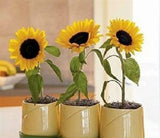 Flowers Fortune Sunflower Fortune Sunflower Seeds Flowers Seeds  Sun Fortun