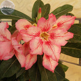 BELLFARM Adenium Peach Red Petals Red Stripe Flower Seeds, 2 seeds, single