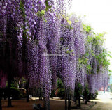 Wisteria Seeds 10seeds/pack,rare bonsai wisteria tree seeds Indoor ornament