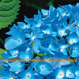 'Nikko Blue' Hydrangea Flower Seeds, 10 Seeds/Pack, Very Beautiful Long las