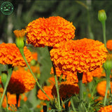 Flower Seeds Bonsai seeds substitutes Marigold Seeds   Antigua Orange   Gre