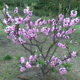 Free Shipping 2pcs Peach flower seed, home garden fruit tree seeds-in Bonsa