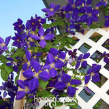 New Arrival!50 PCS/Lot Climbing plant Clematis Hybridas Seeds Home Garden B