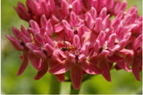 Flower seeds Bonsai seeds Asclepias purpurascens Purple Milkweed (Monarch H